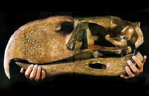 十大史前生物，霸王龙都是渣渣（比霸王龙还厉害的生物）