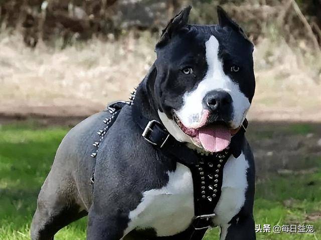 世界十大禁犬，太凶残了，普通人真的招架不住（全球五大禁犬）