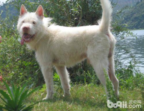 左牵黄右擎苍 细数那些正在消失的中国十大猎犬（左牵黄右擎苍什么意思黄是狗嘛）