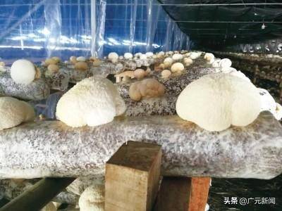 广元为啥成立海关，他们每天干些啥？（广元为啥成立海关,他们每天干些啥活）