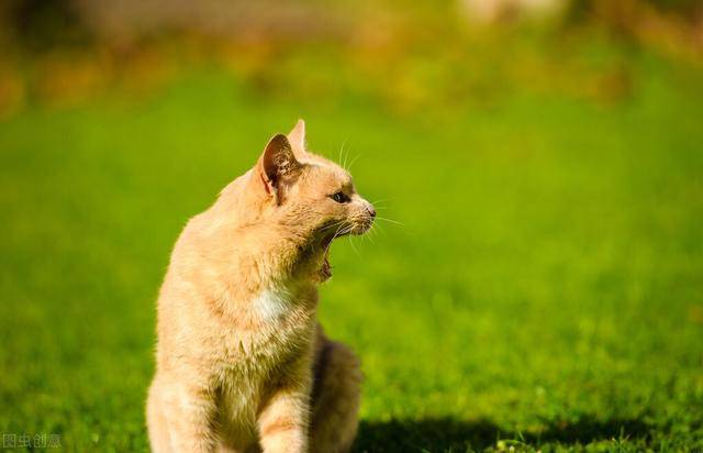 公猫几个月能让猫怀孕（公猫多大可以怀孕）