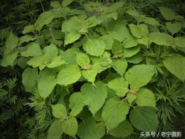 中条山里有一种药材叫冬凌草，60岁的大爷说他采药一天能赚200元