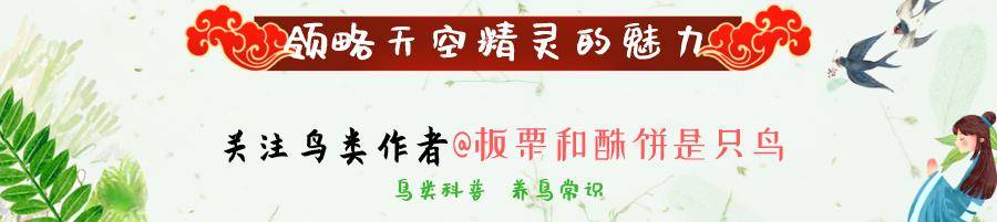 京贝子南绣眼，鸟中精致王子，我国观赏绣眼可谓“执世界之牛耳”