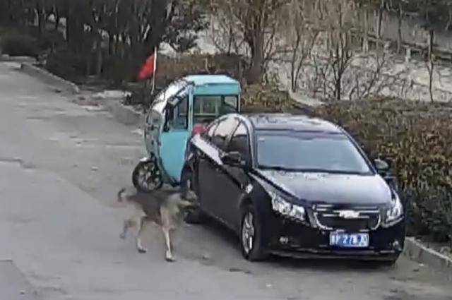 山东一小学附近惊现大型狼犬