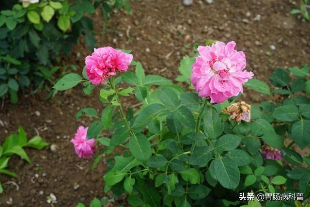 301味中药材的原植物彩色图谱（三）
